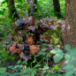 Novritsch RAFFIA CAMO Grass (4 Colors) - Woodland